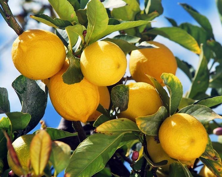 limoni