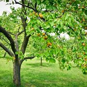 albero di albicocche