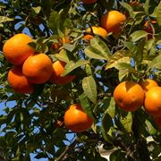 arancio pianta