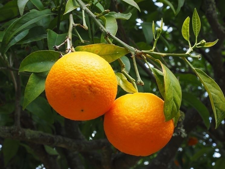 Potatura arancio