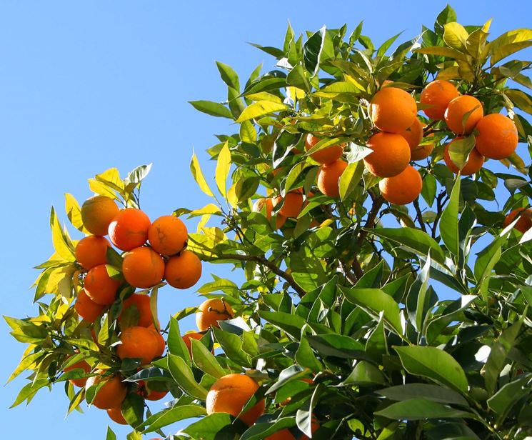 ramo di arancio