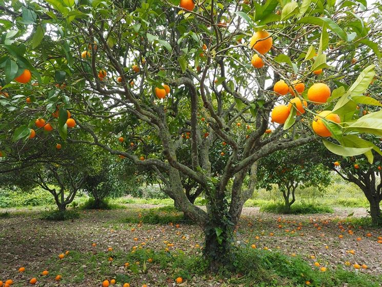 arancio pianta