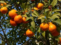 arancio pianta