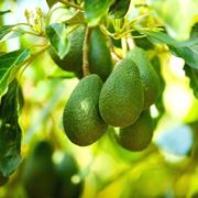 avocado frutto