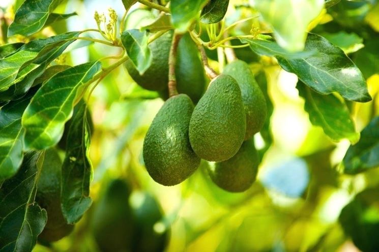avocado frutto