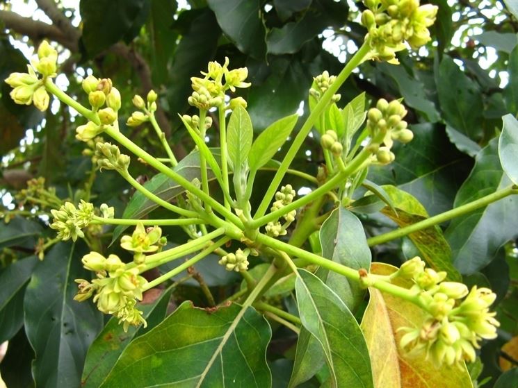 fiori avocado