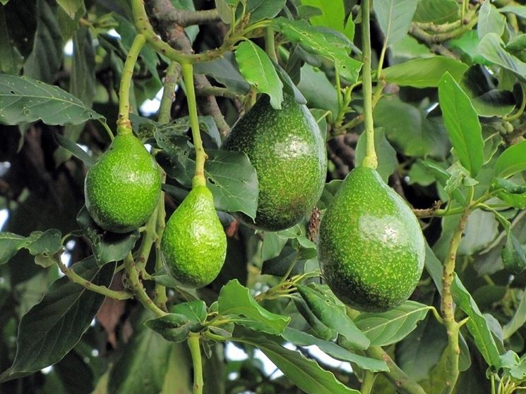 avocado frutti