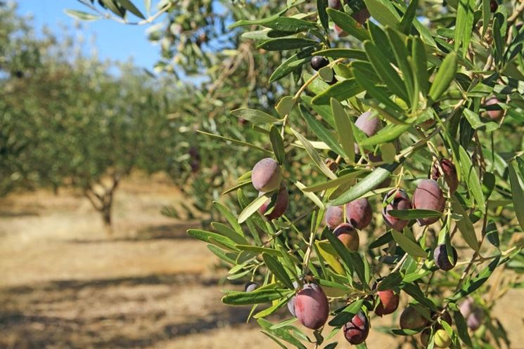 pianta olive