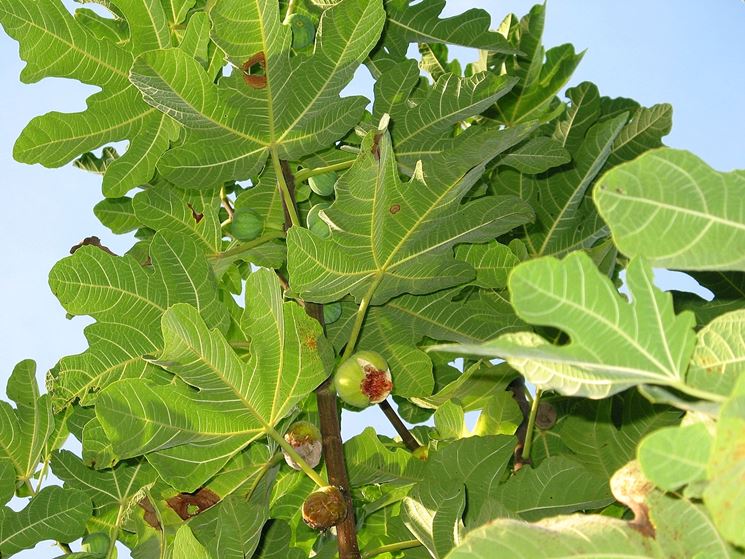 ficus carica