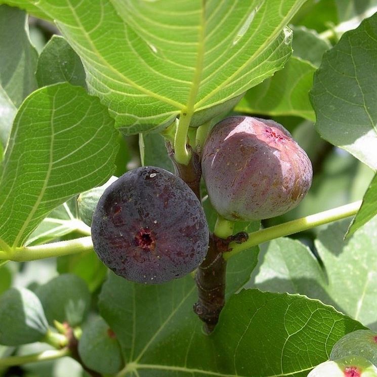 ficus carica rouge de bordeaux