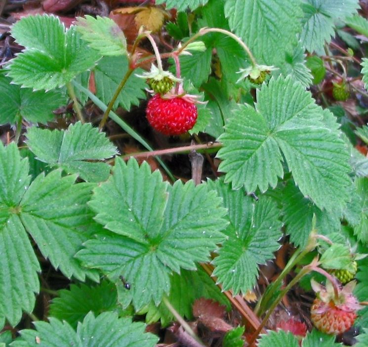 fragaria vesca