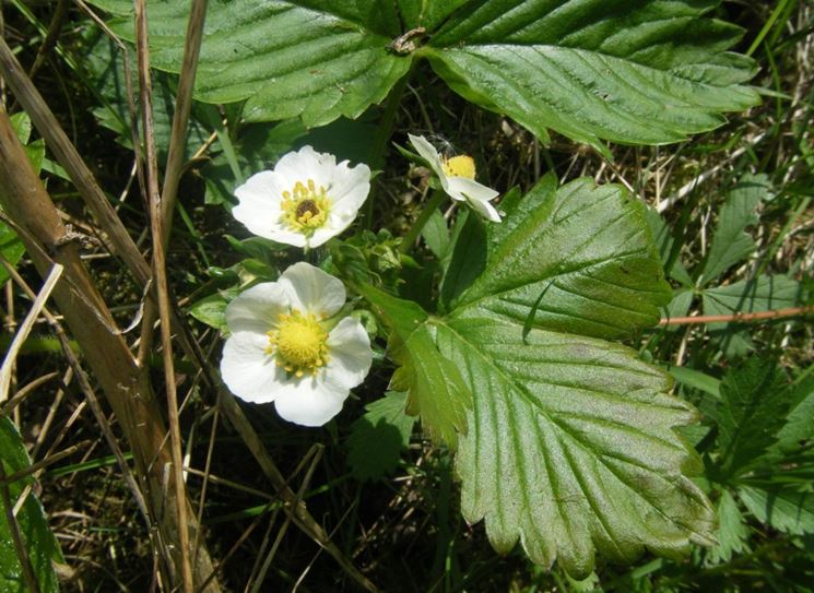 fiore fragaria