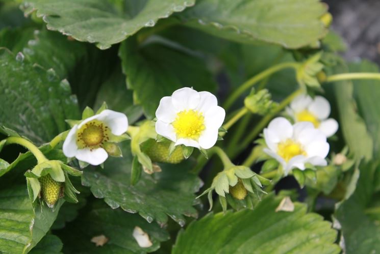 fragole fiori