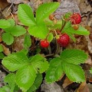 fragaria