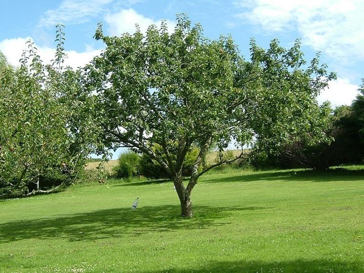 malus domestica