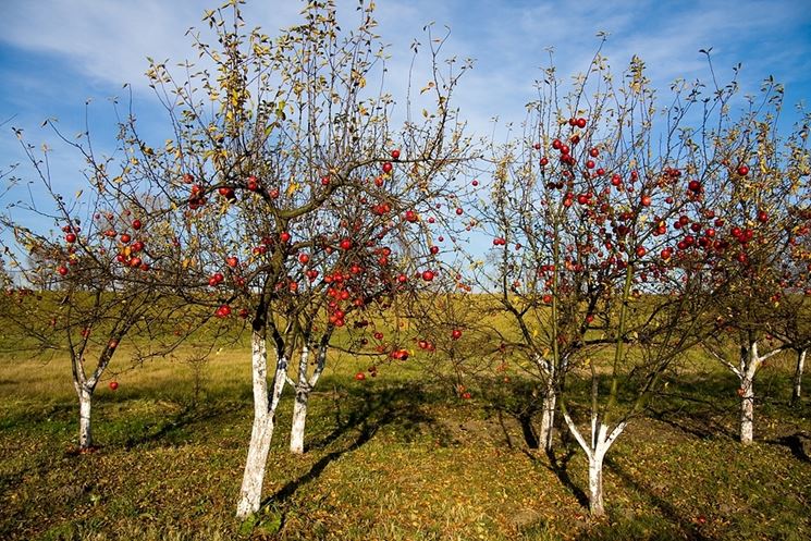 piante da frutto