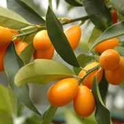 kumquat