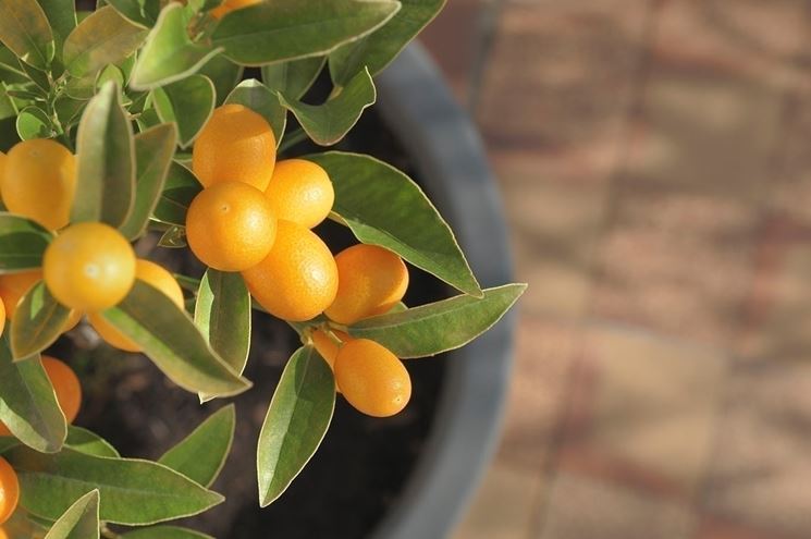 kumquat in vaso