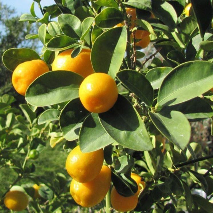 Potatura kumquat