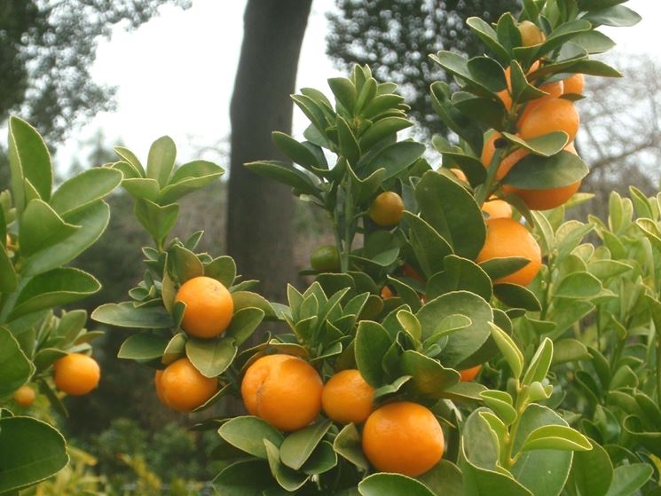 malattie kumquat