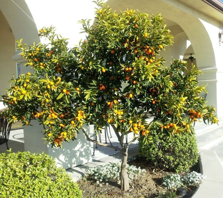 terreno kumquat