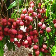 litchis