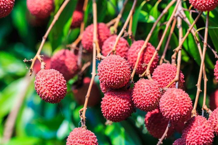 litchi irrigazione