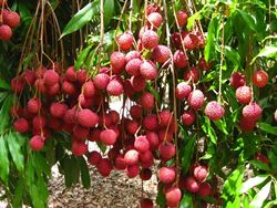 litchis