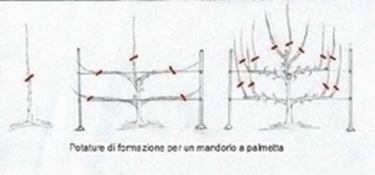 piante mandorlo 