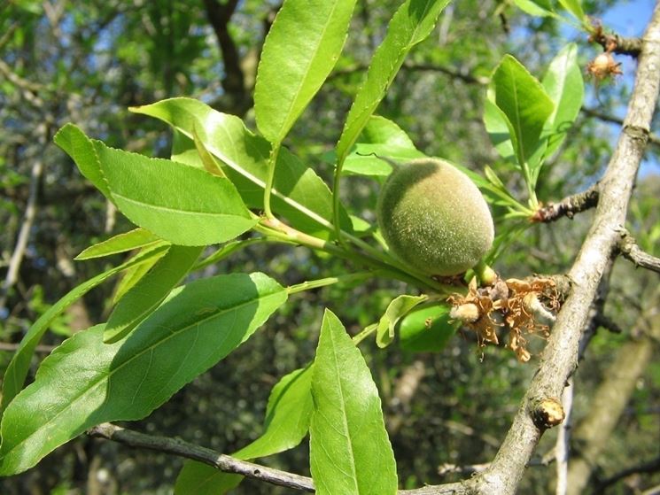 prunus dulcis