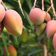 mango frutti