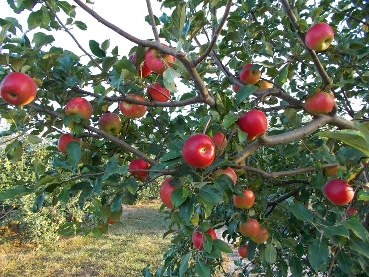 albero di malus