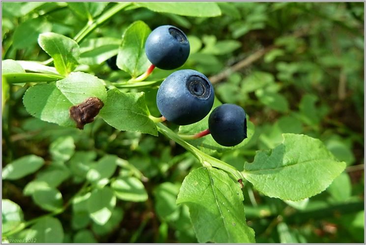 vaccinium myrtillus