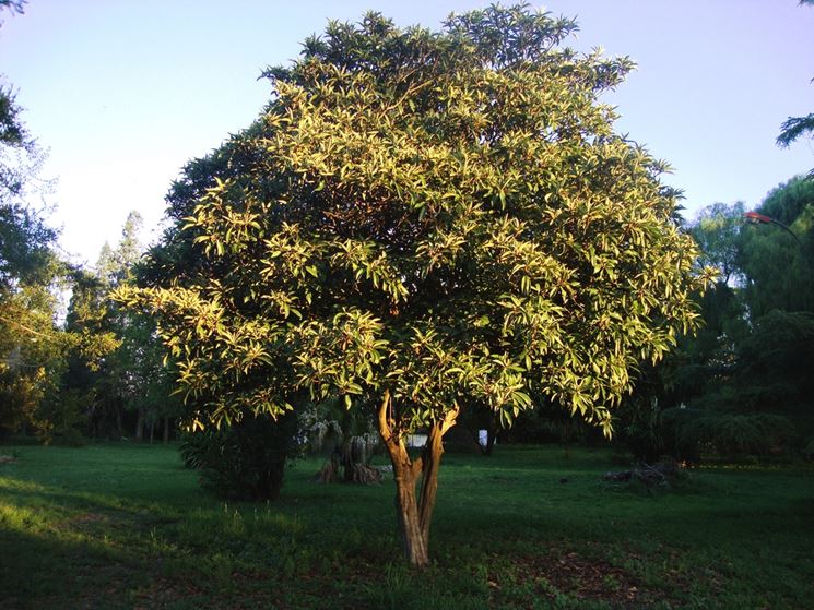 pianta di Eriobotrya japonica