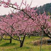 prunus persica