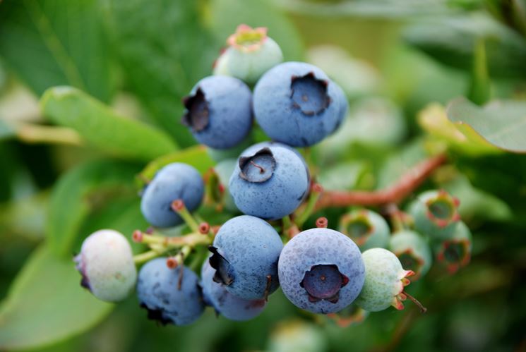 semi Nuovo NANNYBERRY DOLCE VIBURNUM Lentago Arbusto Albero Blu Frutti di bosco Fiore 20 