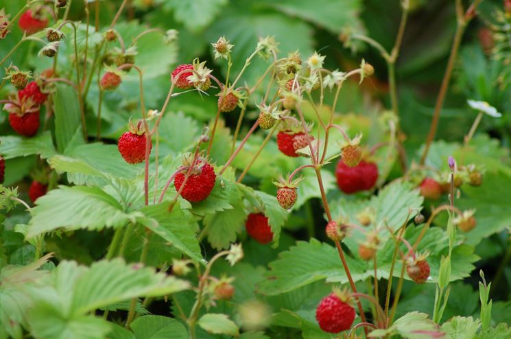 Fragoline di bosco