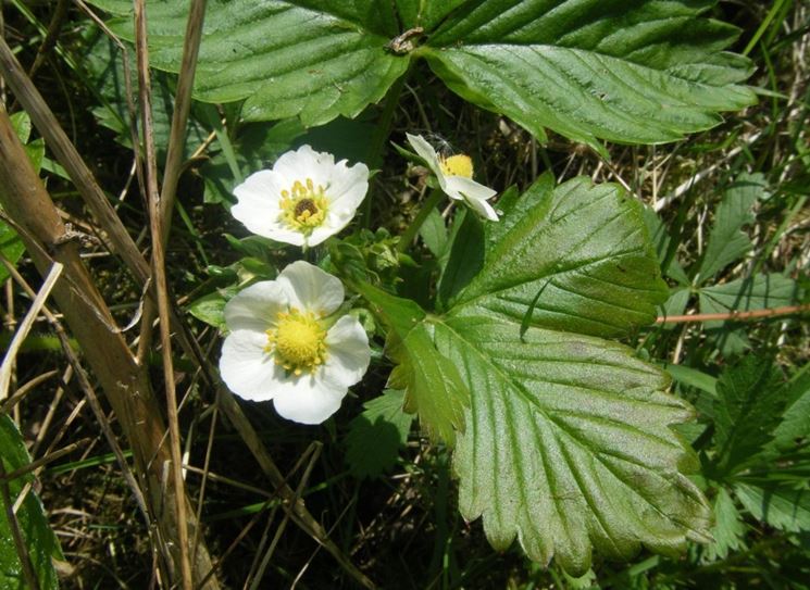 fiori fragole