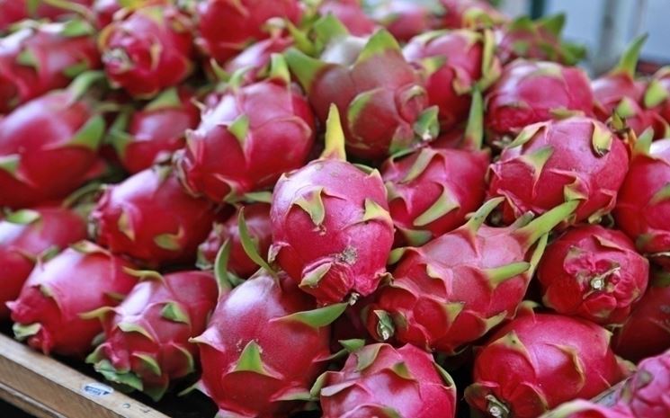 Pitaya