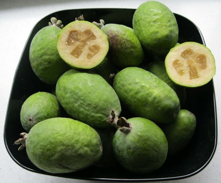 Feijoa