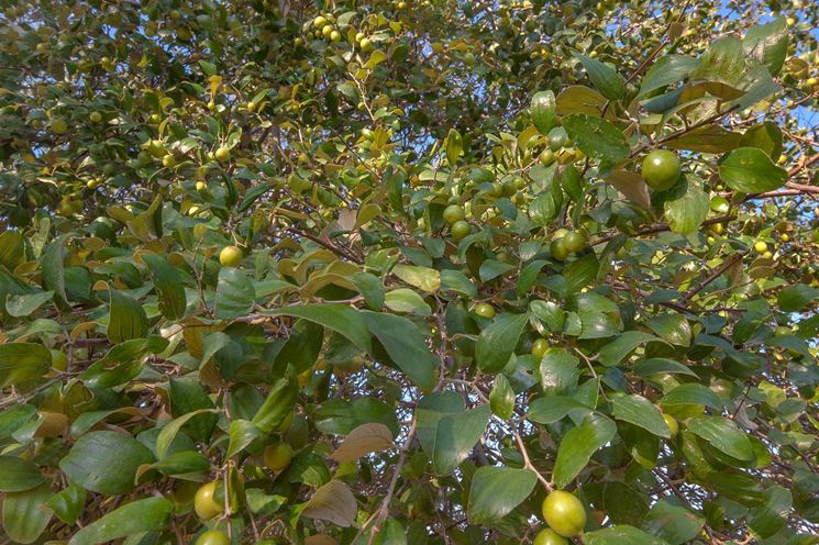 ziziphus mauritania