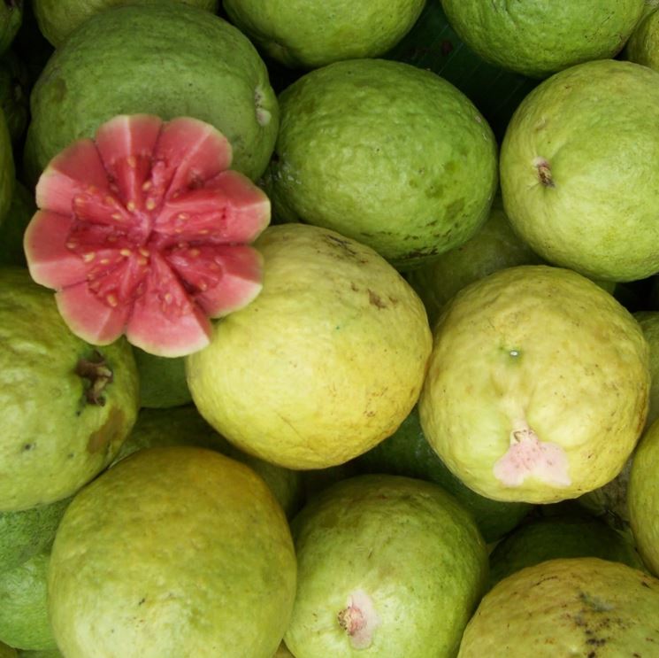 guava