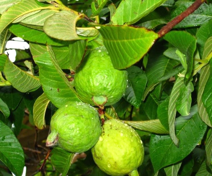 psidium guajava