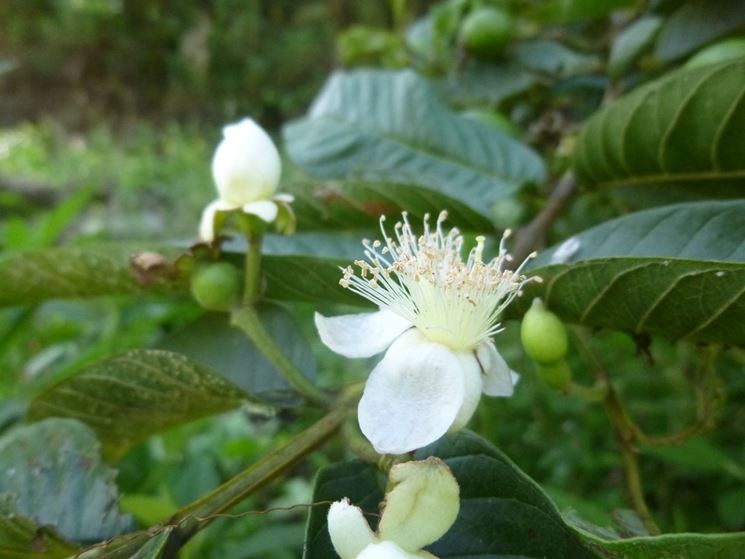 fiore di guava