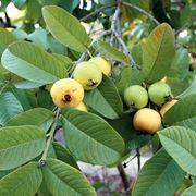 guava pianta