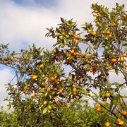 kumquat coltivazione