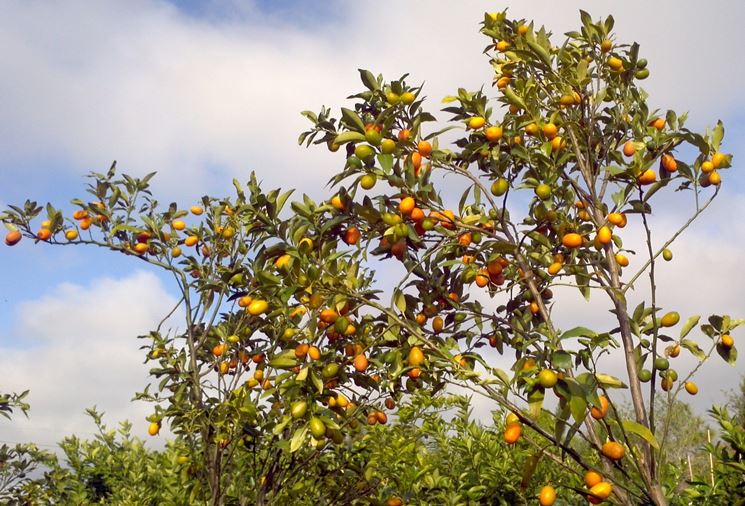 kumquat