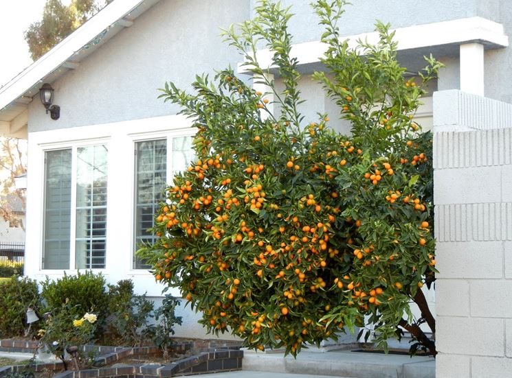 pianta di kumquat