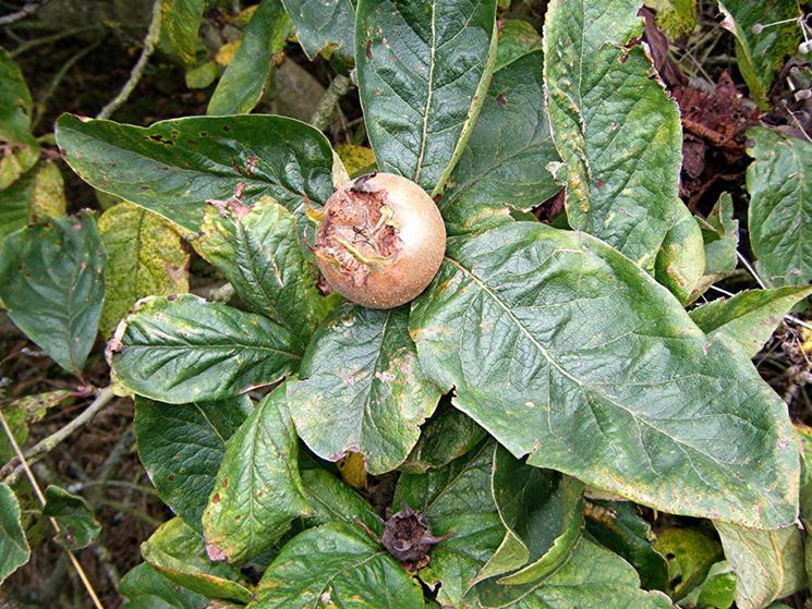 Coltivazione mespilus germanica