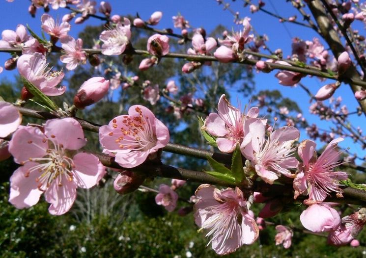 fiori di pesco